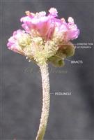  Flower cluster